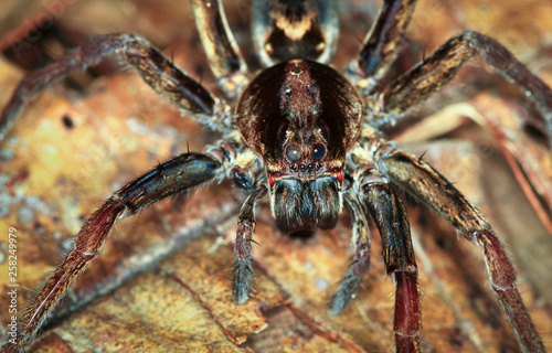 A wandering spider (family Ctenidae) up close at night in Belize.