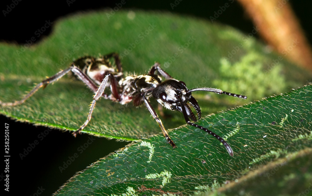 A bullet ant (Paraponera clavata) photographed at night in Belize. This