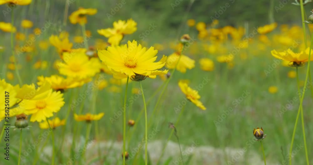 Close up of Wild Lanceleaf Tickseed flowers in gentle breeze, Glide right Close up of Wild Lanceleaf Tickseed flowers in gentle breeze, Glide right