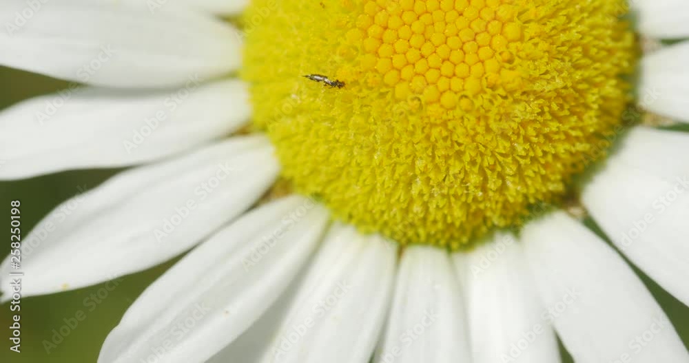 Extreme Close up of Wild OxEye Daisy flower with insect Extreme Close up of Wild OxEye Daisy flower with insect