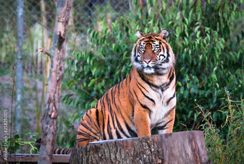 A Sumatran tiger (Panthera tigris sumatrae) sitting on a tree stump.
