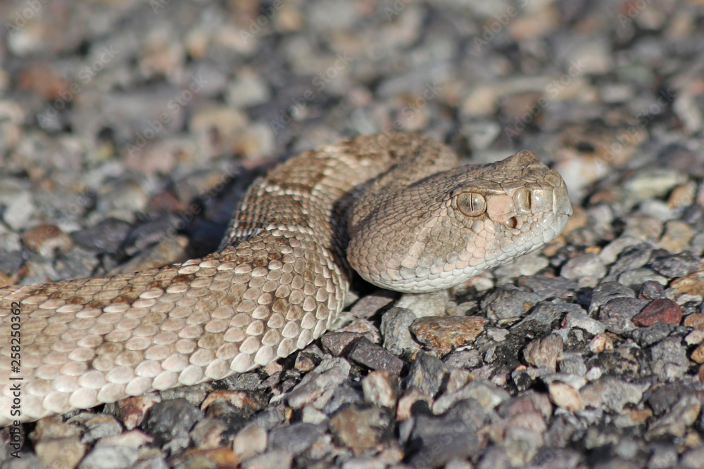 Crotalus atrox Western Diamondback Rattlesnake Crotalus atrox Western Diamondback Rattlesnake