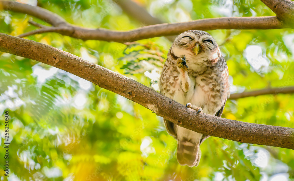 Close-up of a Spotted Owlet on branch ,show fingers and eyes closed with beautiful green leaves and piercing eyes looking into the camera - Image Close-up of a Spotted Owlet on branch ,show fingers and eyes closed with beautiful green leaves and piercing eyes looking into the camera - Image