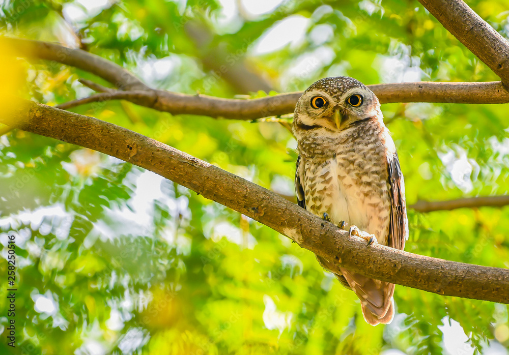 Close-up of a Spotted Owlet on branch with beautiful green leaves and piercing eyes looking into the camera - Image Close-up of a Spotted Owlet on branch with beautiful green leaves and piercing eyes looking into the camera - Image
