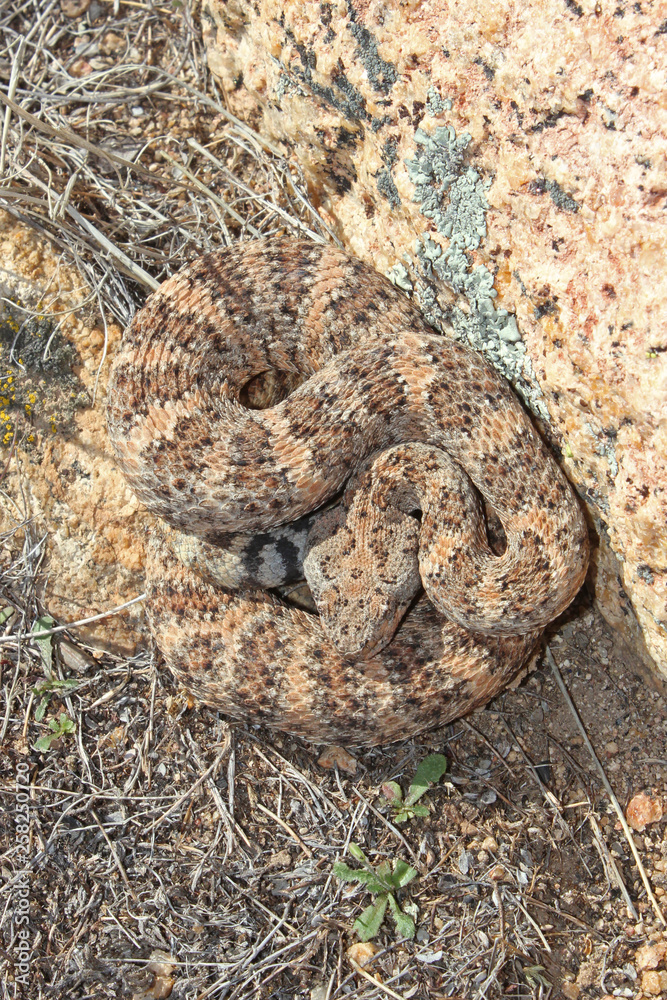 Speckled Rattlesnake (Crotalus mitchellii) Speckled Rattlesnake (Crotalus mitchellii)