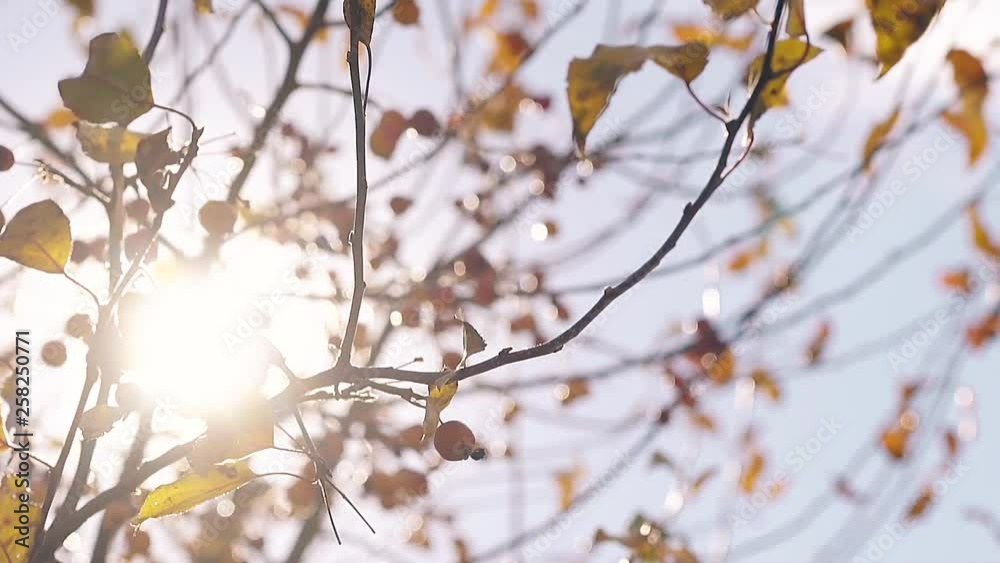 bright autumn sun shines through tree branches with paradise apples and light wind swings yellow leaves