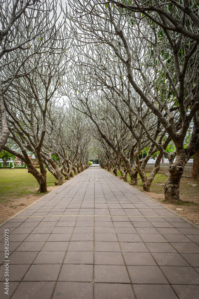 Tunnel of dry Plumeria Tree or Frangipani tree with walking way