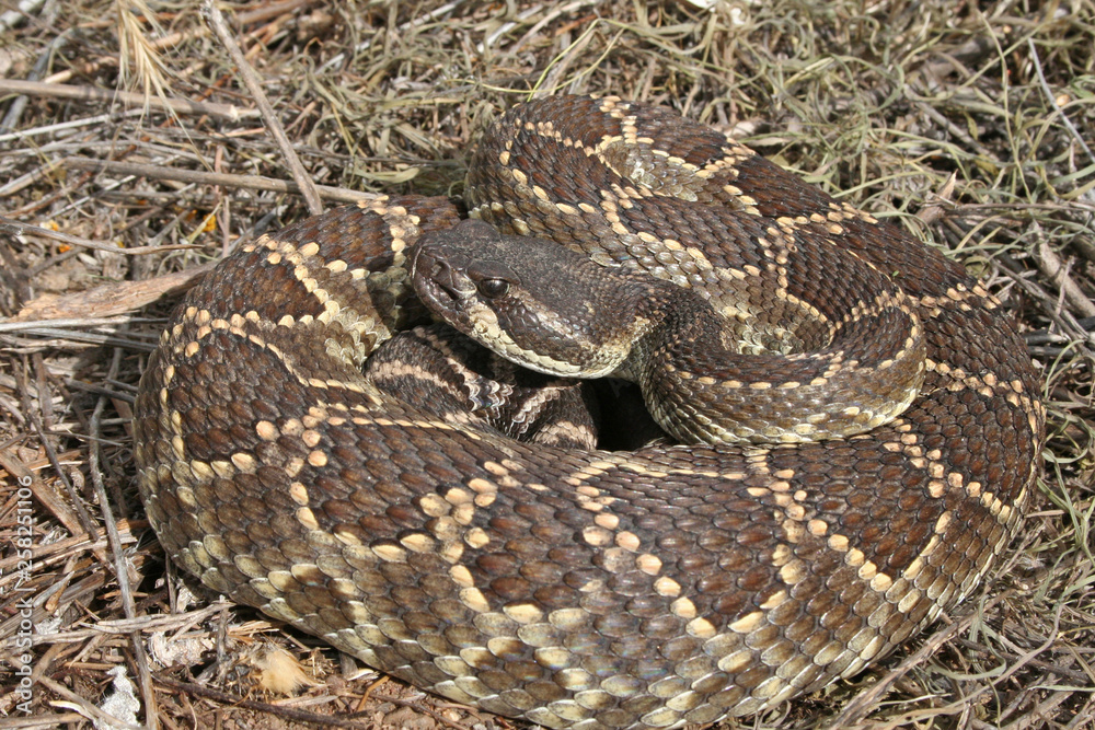 Southern Pacific Rattlesnake (Crotalus oreganus helleri) Southern Pacific Rattlesnake (Crotalus oreganus helleri)