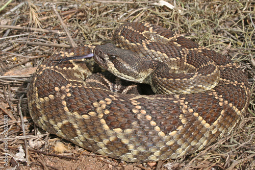 Southern Pacific Rattlesnake (Crotalus oreganus helleri)