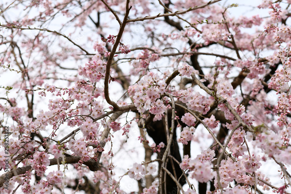 Fototapeta premium cherry blossom in spring