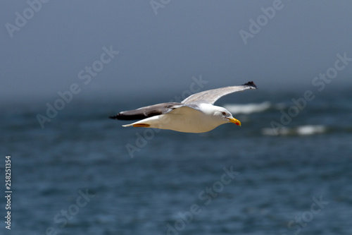 Freigstellte fliegende Mittelmeerm  we   ber dem Meer seitlich vor blauem Himmel