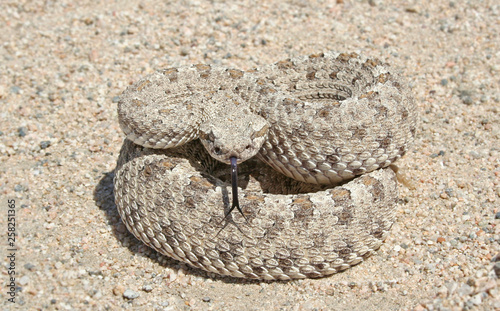 Sidewinder Rattlesnake (Crotalus cerastes)