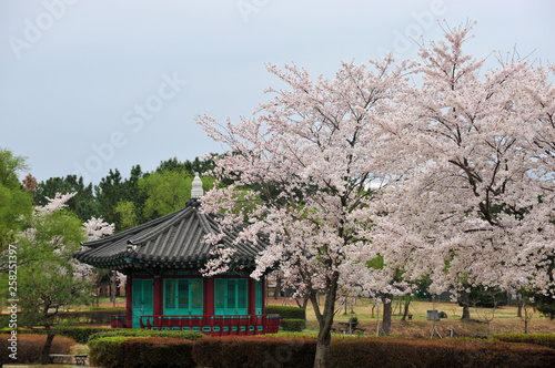 Blooming cherry blossom  trees  © Yeongsik Im