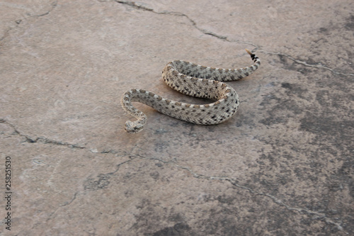 Sidewinding locomotion Sidewinder Rattlesnake