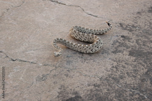 Sidewinding locomotion Sidewinder Rattlesnake photo