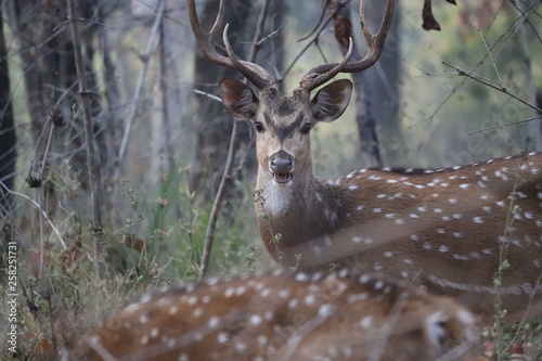 deer © Hemang