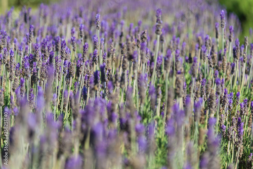Lavender flower fields