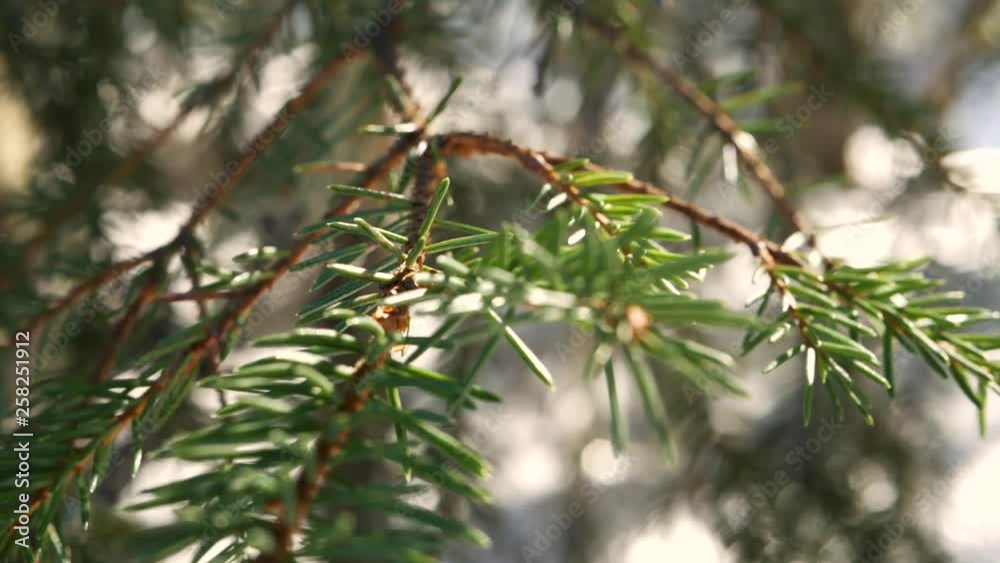 close up of pine tree sweden during spring close up of pine tree sweden during spring