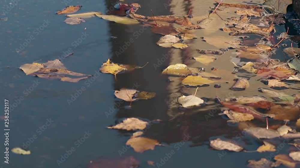 close view building reflects in dark rain puddle and light wind moves slowly around fallen yellow leaves close view building reflects in dark rain puddle and light wind moves slowly around fallen yellow leaves