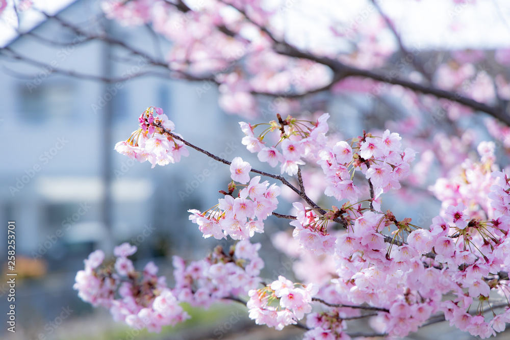 線路沿いの桜 線路沿いの桜