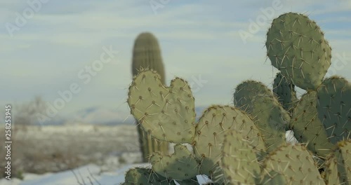 Winterland in the Desert. Snow at the high desert in Arizona, where the snow and the cactus-like Saguaro, making a unique landscape.