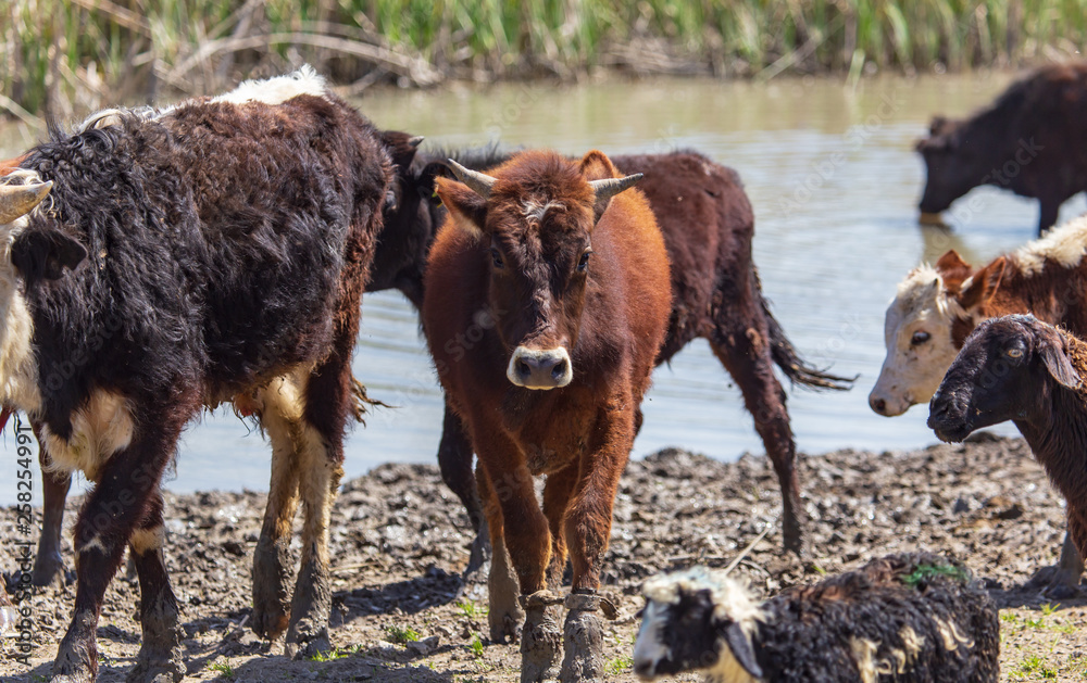 Cows at a watering place on a pond in spring Cows at a watering place on a pond in spring