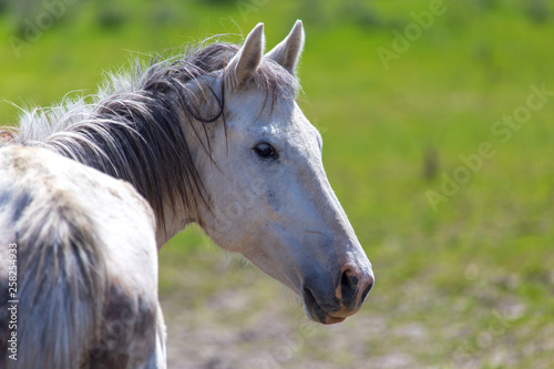 Portrait of a horse on nature in spring