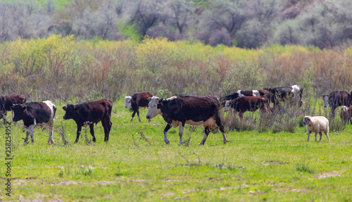 Cows graze in nature in spring