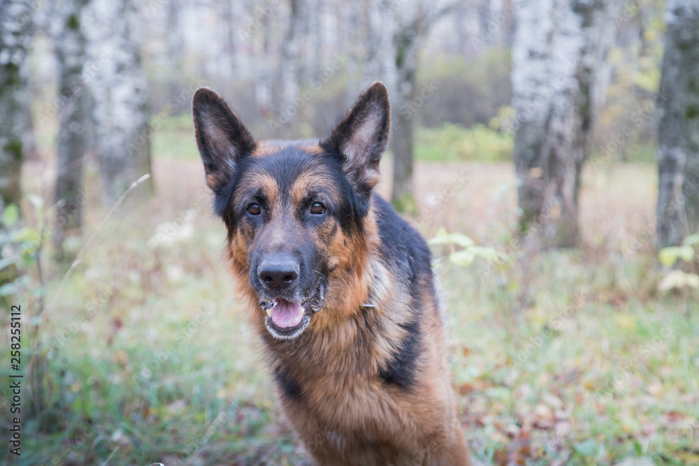 Dog German Shepherd outdoors in an autumn Dog German Shepherd outdoors in an autumn
