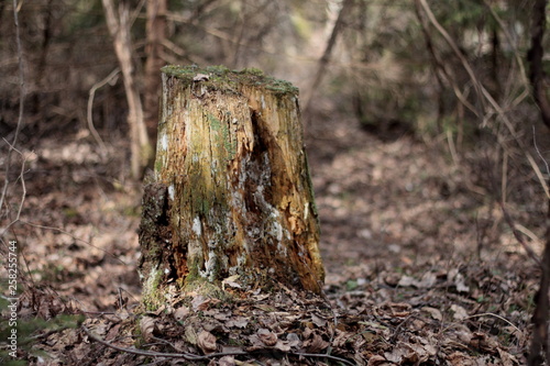 old rotten stump in the forest in spring