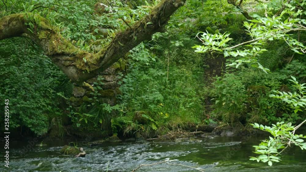 Diverse plant life in the Dovedale National Nature Reserve with an old dry stone wall covered with moss in background. Camera tilt. Diverse plant life in the Dovedale National Nature Reserve with an old dry stone wall covered with moss in background. Camera tilt.