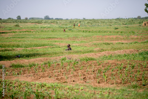 Landscape in Tribe Dasanech photo