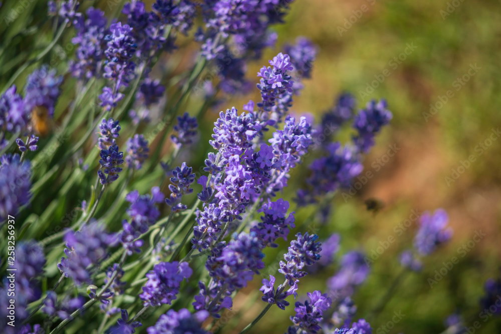 Lavender flower field Lavender flower field