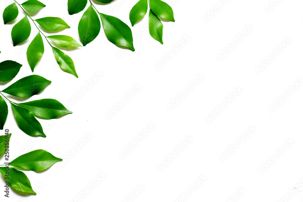 Green leaves on white background