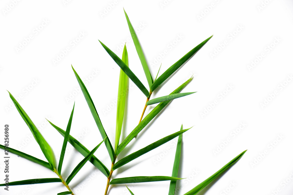 Bamboo leaves on white background Bamboo leaves on white background