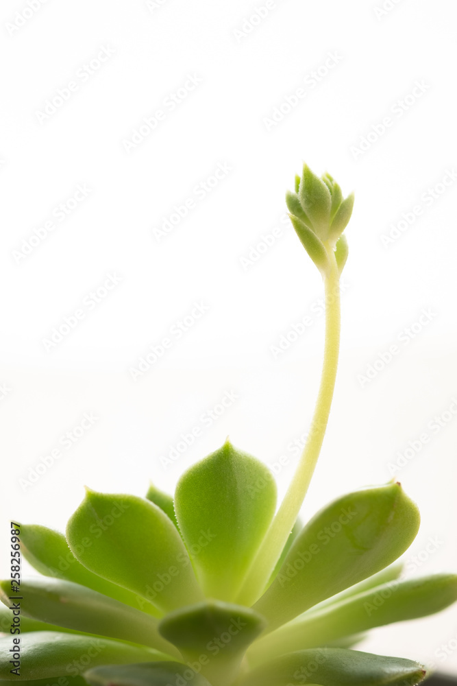 Fototapeta premium 陽を浴びる植物