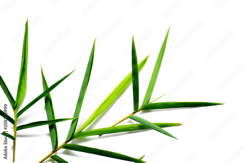 Obraz premium Bamboo leaves on white background