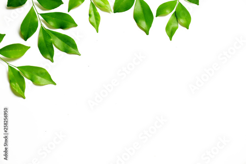 Green leaves on white background