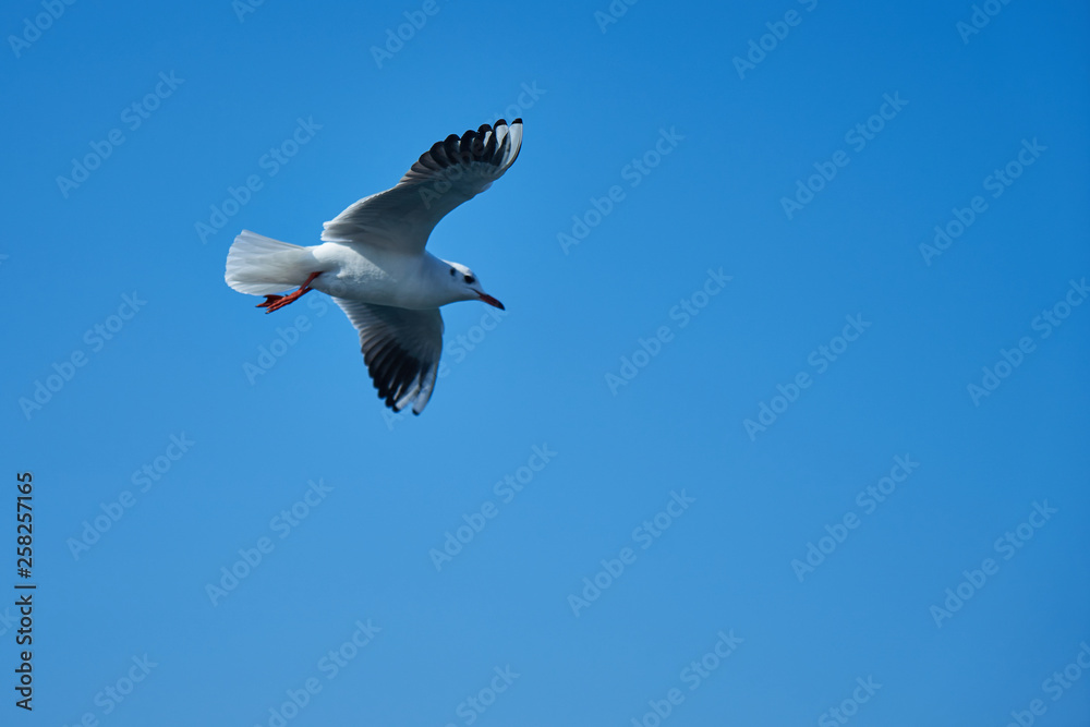 Image of seabirds. Image of seagulls.