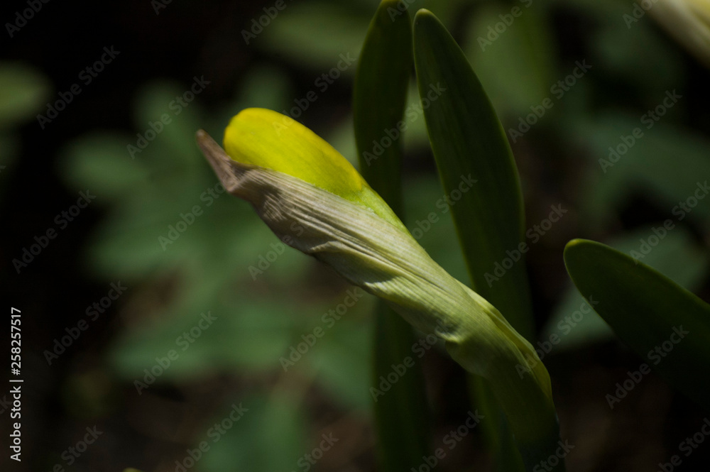 yellow flower in the garden yellow flower in the garden