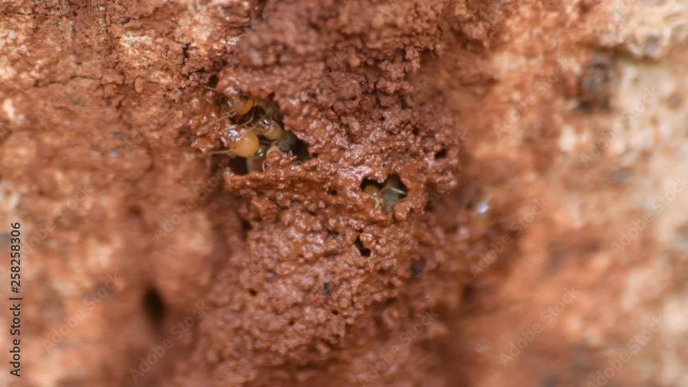 Constructions works of Termites in the dry tree. Constructions works of Termites in the dry tree.