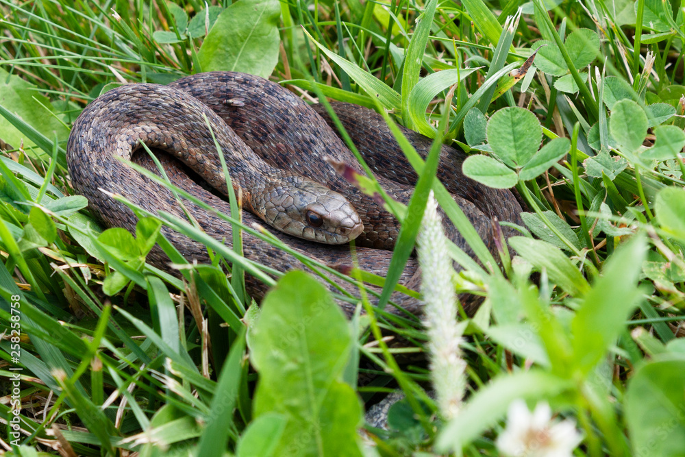 Fototapeta premium snake in the grass