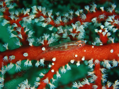 Bryaninops yongei, the wire-coral goby or whip coral goby, is a benthic species of goby widely distributed from the tropical and subtropical waters of the Indian Ocean. photo