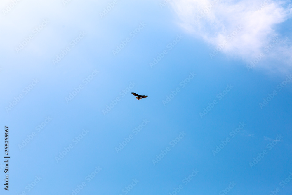 Flying bird of prey with beautiful wings in the blue sky. Hunter Eagle hawk Flying bird of prey with beautiful wings in the blue sky. Hunter Eagle hawk