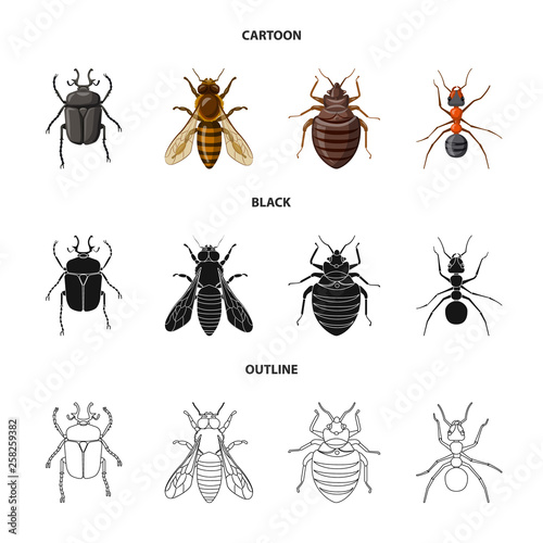 Vector illustration of insect and fly symbol. Set of insect and element stock vector illustration. © Svitlana