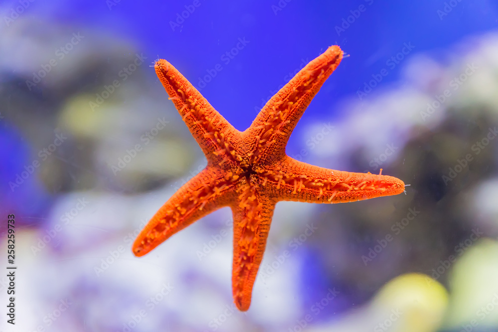 Close up of red starfish on aquarium window. Close up of red starfish on aquarium window.
