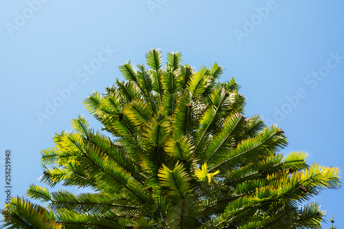 Tree of wollemia photo