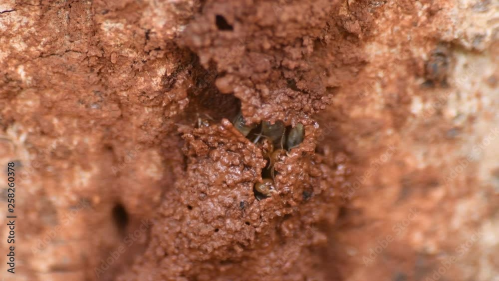 Constructions works of Termites in the dry tree. Constructions works of Termites in the dry tree.
