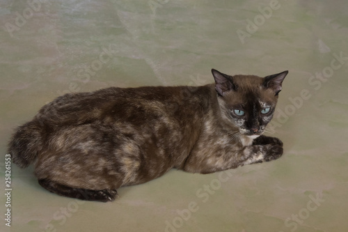 Obraz na plátně The motley cat breed Manx (bobtail) lies on the floor of greenish color in vietn