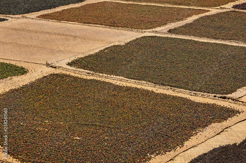 Ground for natural pepper drying in the sun. Pepper Plantation, Phu Quoc, Vietnam, Asia.